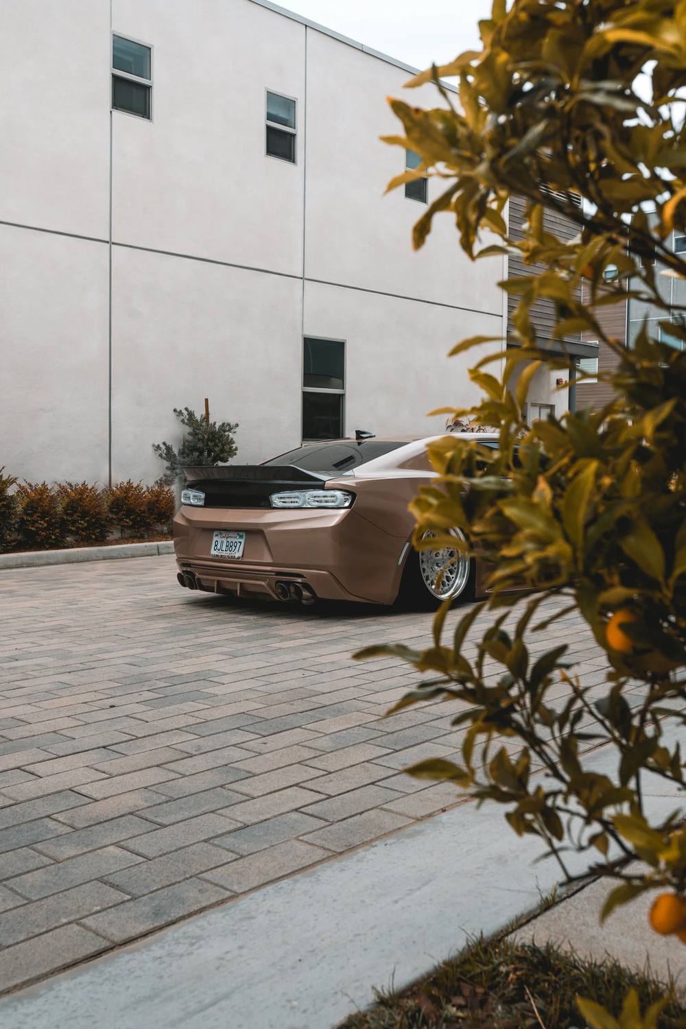 Tan sedan beside a white building and citrus tree